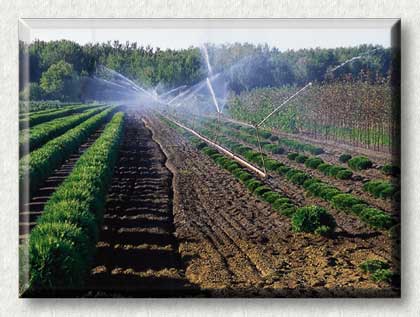 Photo d'irrigation des cultures