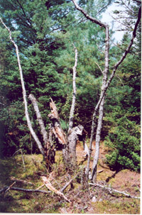 Photo : Dominique Rozan