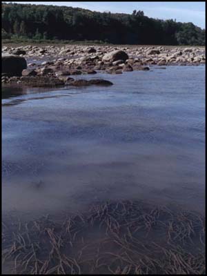 Marais - Réserve écologique de Pointe-Platon