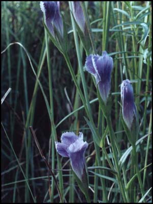 Gentianopsis de Victorin - Réserve écologique de Pointe-Platon