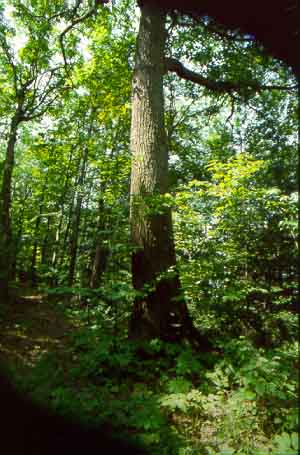 La réserve écologique de la Rivière-du-Moulin