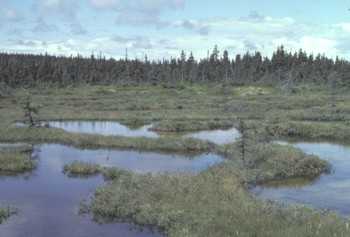 Fen - Rserve cologique de la Pointe-Heath (le dAnticosti) - MDDELCC - Line Couillard