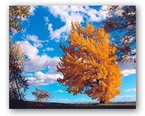 Arbre agité par un vent d’automne