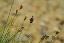 Carex des glaces