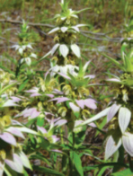Monarde ponctuée