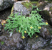 Arnica  aigrette brune 