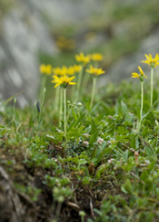 Arnica de Griscom