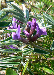 Astragale de Fernald