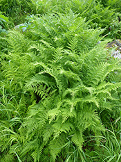 Athyrie alpestre amricaine