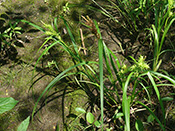 Carex faux-lupulina