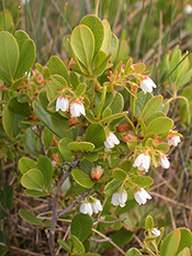 Gaylussaquier de Bigelow