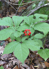 Ginseng  cinq folioles  populations sauvages