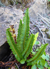 Polystic des rochers