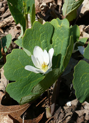 Sanguinaire du Canada