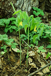 Uvulaire  grandes fleurs