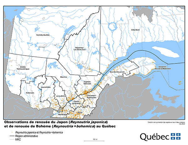 Rpartition de la renoue du Japon au Qubec