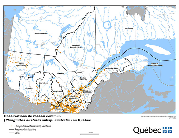 Rpartition du roseau commun au Qubec