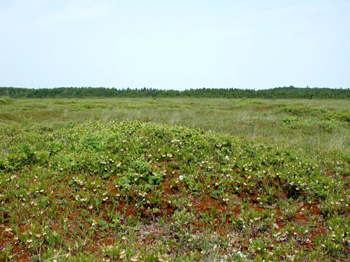 Tourbire-du-Lac-Maucque