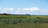 Marais-de-lAnse-du-Cap Photo : Line Couillard