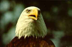 La réserve écologique de l'Aigle-à-Tête-Blanche