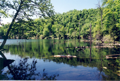Réserve écologique de la Forêt-la-Blanche - Photo Réal Carpentier - MENV
