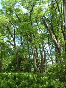 Photo : Andrée Giroux, MDDEP