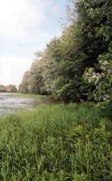 Réserve écologique de la Presqu'île-Robillard (Photo : Marcelle Ruest - MDDEP)