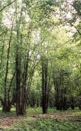 Réserve écologique de la Presqu'île-Robillard (Photo : Marcelle Ruest - MDDEP)