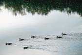 Photo de canards glissant sur l'eau