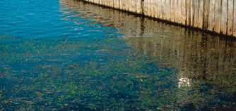 Photo : Croissance excessive de plantes aquatiques, MEF