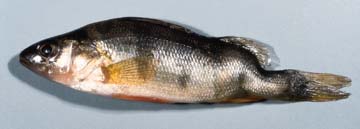 Photo d'un poisson affect par des anomalies