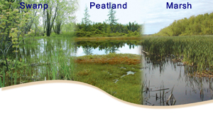Swamp, peatland, marsh