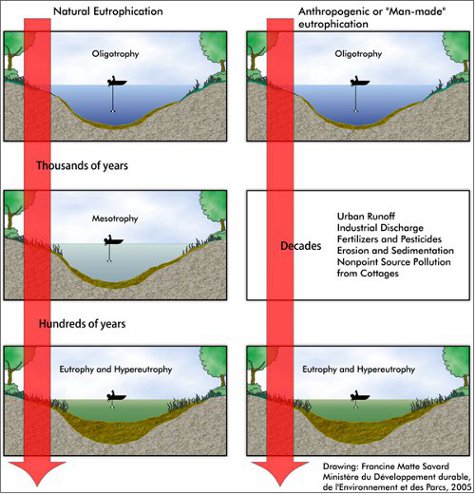 The process of lake eutrophication