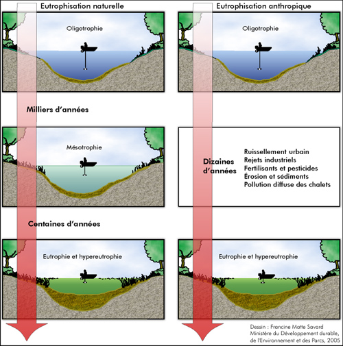 Le processus deutrophisation des lacs