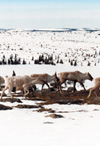 Caribous - Photo: Daniel Berrouard, Ministre de l'Environnement, 