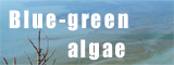 Blue-green algae