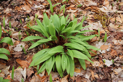 Feuilles de l'ail des bois - Pierre Petitclerc, MFFP