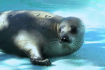 Phoque du Groenland (Phoca groenlandica) - Photo : Magalie Crevier, Parc Aquarium du Qubec