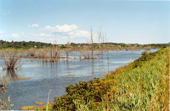 Le marais Lon-Provancher - Photo : Michel Lepage  La Socit Provancher dhistoire naturelle du Canada