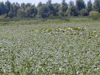 La rivire du Sud envahie par la chtaigne d'eau  la fin du mois de juillet 2001. - Photo Claire Michaud