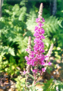 Photo : Jacques Audet,  Les Fleurs Sauvages dAcadie