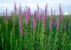 Photo : Jacques Audet,  Les Fleurs Sauvages dAcadie