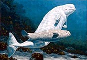 Source : Illustration de Daniel Grenier, Bélugas, Collection de la Fondation de la faune du Québec