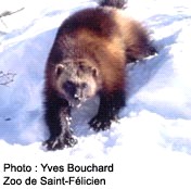 Carcajou - Source : Yves Bouchard, Zoo de Saint-Félicien
