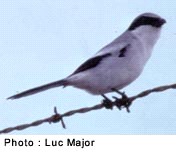 Pie-grièche migratrice - Source : Luc Major