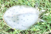 Tortue molle à épines - Source : Claude Daigle, MRNF