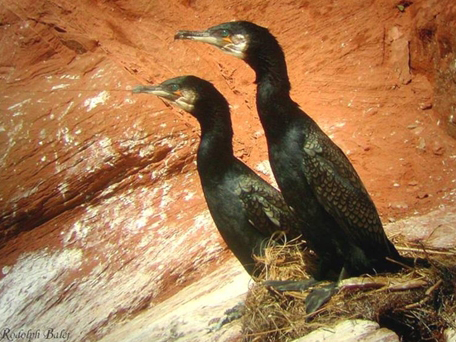 Grands cormorans