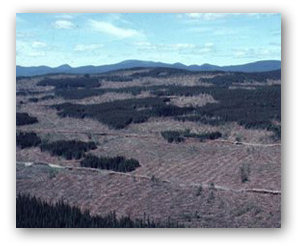 Abattage des arbres dans la rserve faunique de Matane en 1980