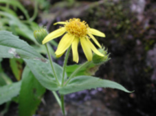 Arnica à aigrette brune