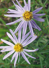 Aster  feuilles de linaire